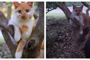 Пушистая фотомодель