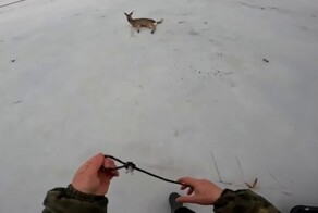 Двое мужчин спасли более десятка косуль в Новосибирской области