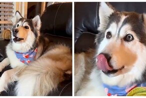 Настоящие эмоции: собака полностью погрузилась в сюжет фильма