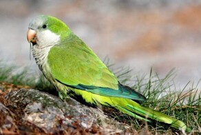 Попугай погулял с курами