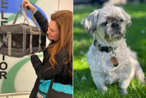 Женщина клонировала покойную собаку за 50 тысяч долларов и теперь жалеет о своём решении