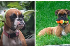 Из жизни собак породы Боксер