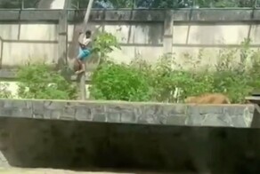 Львица напала на парня, залезшего к ней в вольер