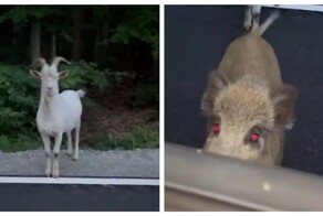 Встреча поляка с козлом и кабаном