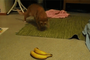 Просто гифки, всякие и&nbsp;разные