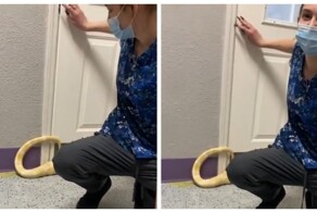 Бирманский питон-альбинос и проблема, о которой владельцы не знали