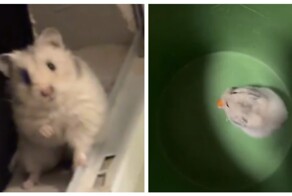 Девушка нашла за стеной живого хомяка