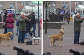 Собака подпела уличному музыканту