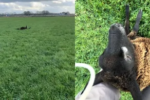 Женщина не проехала мимо и спасла беспомощную овцу