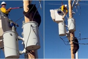 В Аризоне мужчина помог медведю спуститься со столба ЛЭП