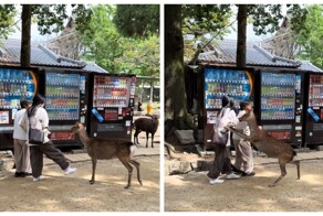 Как не стоит вести себя с оленями в японской Нара