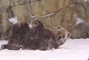 Первый снег в чикагском зоопарке порадовал  медвежонка