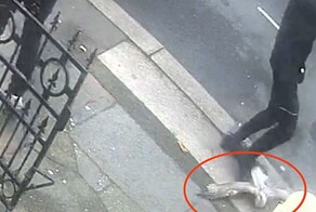 Британец затоптал чайку и попал в тюрьму