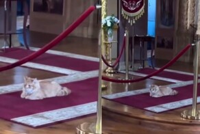 Кот Урсик из Староладожского монастыря