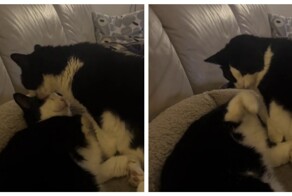 Пушистая бабушка ухаживает за внуком