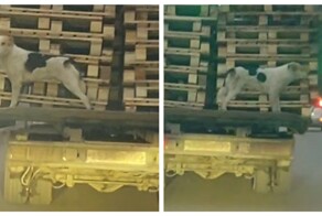 Собаку-зацепера заметили в Подмосковье