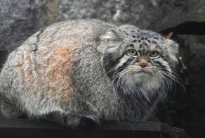 Манул Тимофей пытается добраться до лакомства