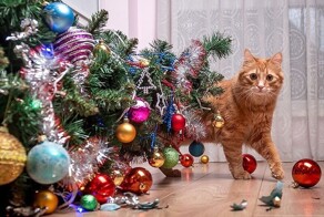 Кошки против новогодних елок