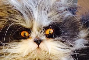 "Инопланетный кот" прославился в сети