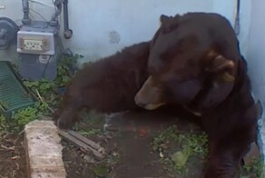 Медведь несколько месяцев жил в&nbsp;подвале частного дома в США