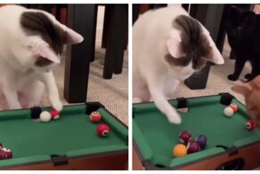 Мини-бильярд для котов