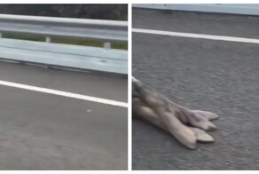 "Лежачий полицейский" в Австралии