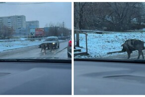 Свинья, которая знает ПДД лучше некоторых людей