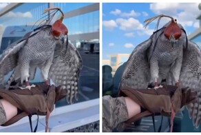 Живой страж взлетной полосы