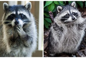 Енот залез в магазин алкоголя и напился до беспамятства