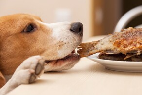 Собаки, которым было сложно устоять перед едой