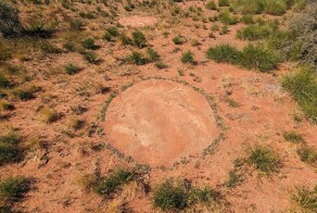 Мистические африканские круги фей и неоднозначная научная разгадка их появления