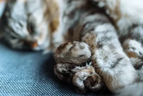 Ядовитая змея на Бали укусила кошку российских туристов