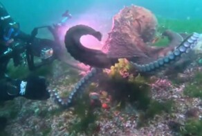 Осьминог попытался похитить камеру дайвера