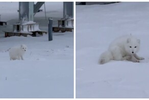 Игривый песец