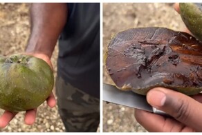 Чёрная сапота — фрукт, который называют «шоколадным пудингом»