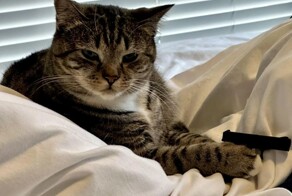 Коту понравился пистолет, напечатанный хозяином