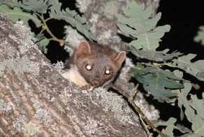 Каменная куница: почему обычные куры в сарае вызывают у них психоз?