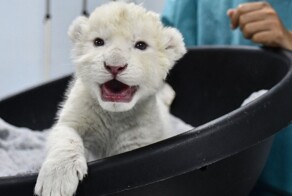 Настоящее чудо! Два редчайших белых львёнка родились в Венесуэле