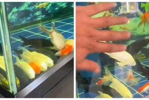 Рыбы в аквариуме «напугали» хозяина