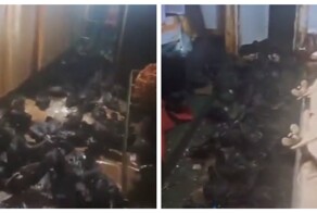 Птицы оккупировали судно в Хабаровском крае