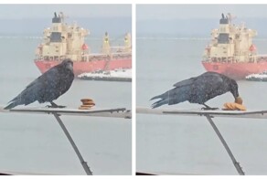 Жадная ворона и печенье