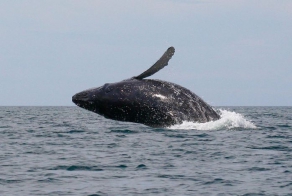 Игры китов (8 фото)