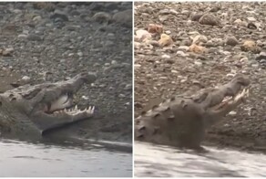 Крокодил с акулёнком в пасти попал на видео