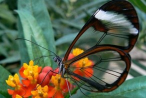 Намешалось&nbsp;