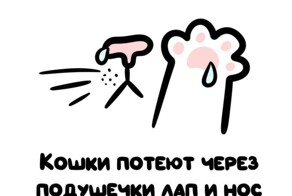 А вдруг ты не знал…