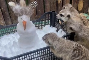 Сурикаты в Челябинском зоопарке впервые увидели снег