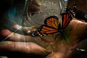 Фотографии National Geographic за февраль 2013 (28 фото)