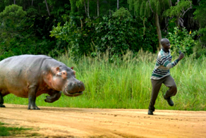 Бегемот: потеет «кровью», охотится на крокодилов и не умеет плавать