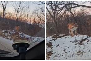Крупный тигр поселился у трассы в Приморье, став местной достопримечательностью