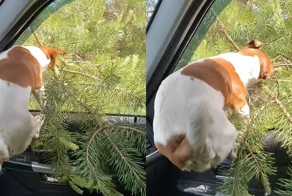 Собака выбирает ёлку по-своему